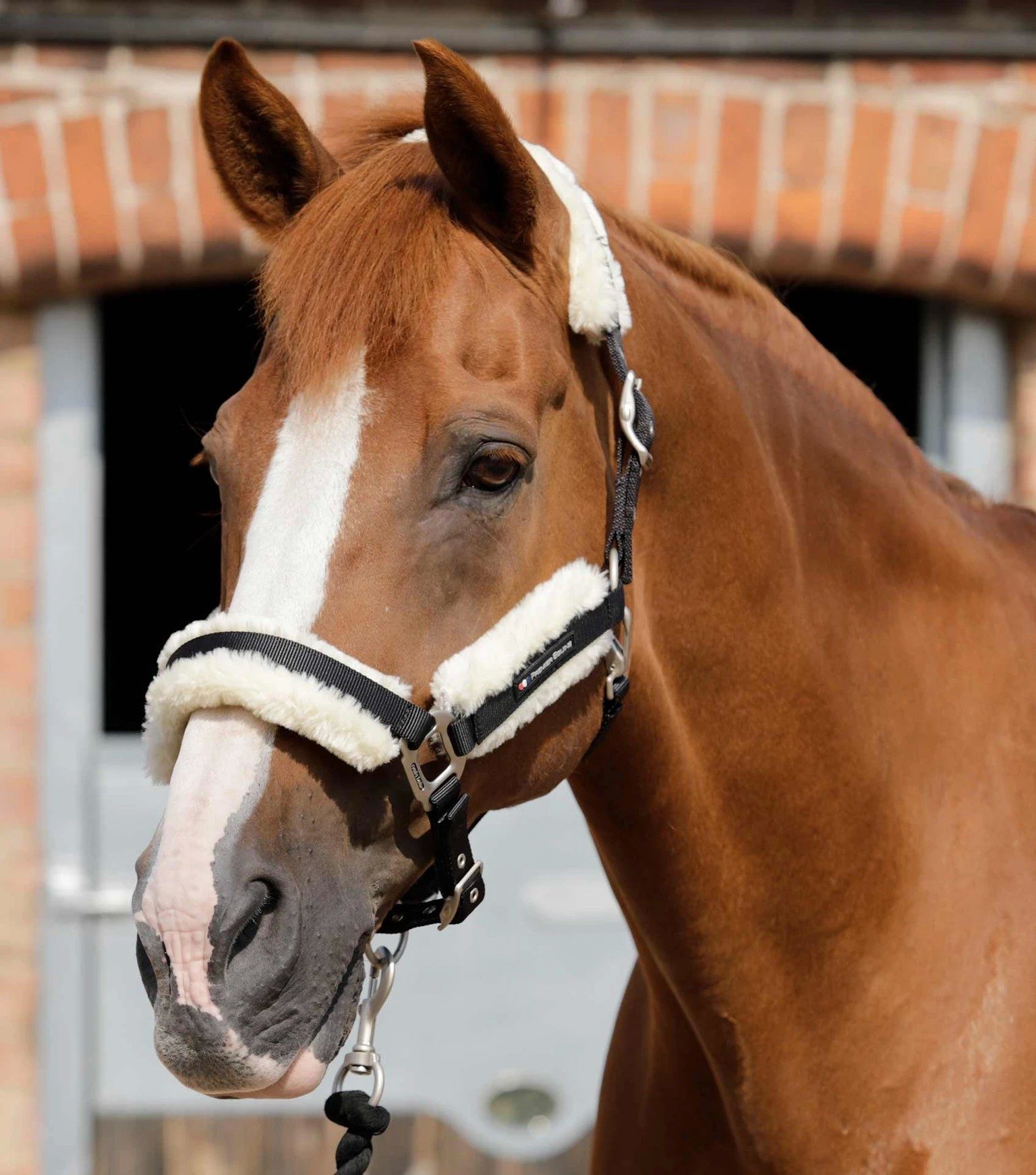 P.E TECHNO WOOL LINED HEAD COLLAR