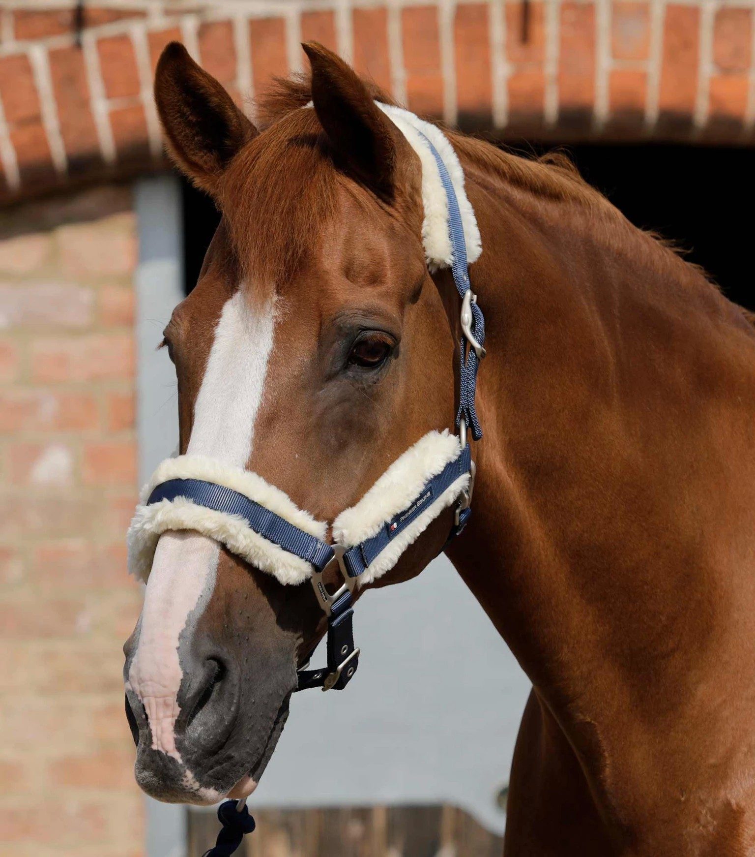 P.E TECHNO WOOL LINED HEAD COLLAR