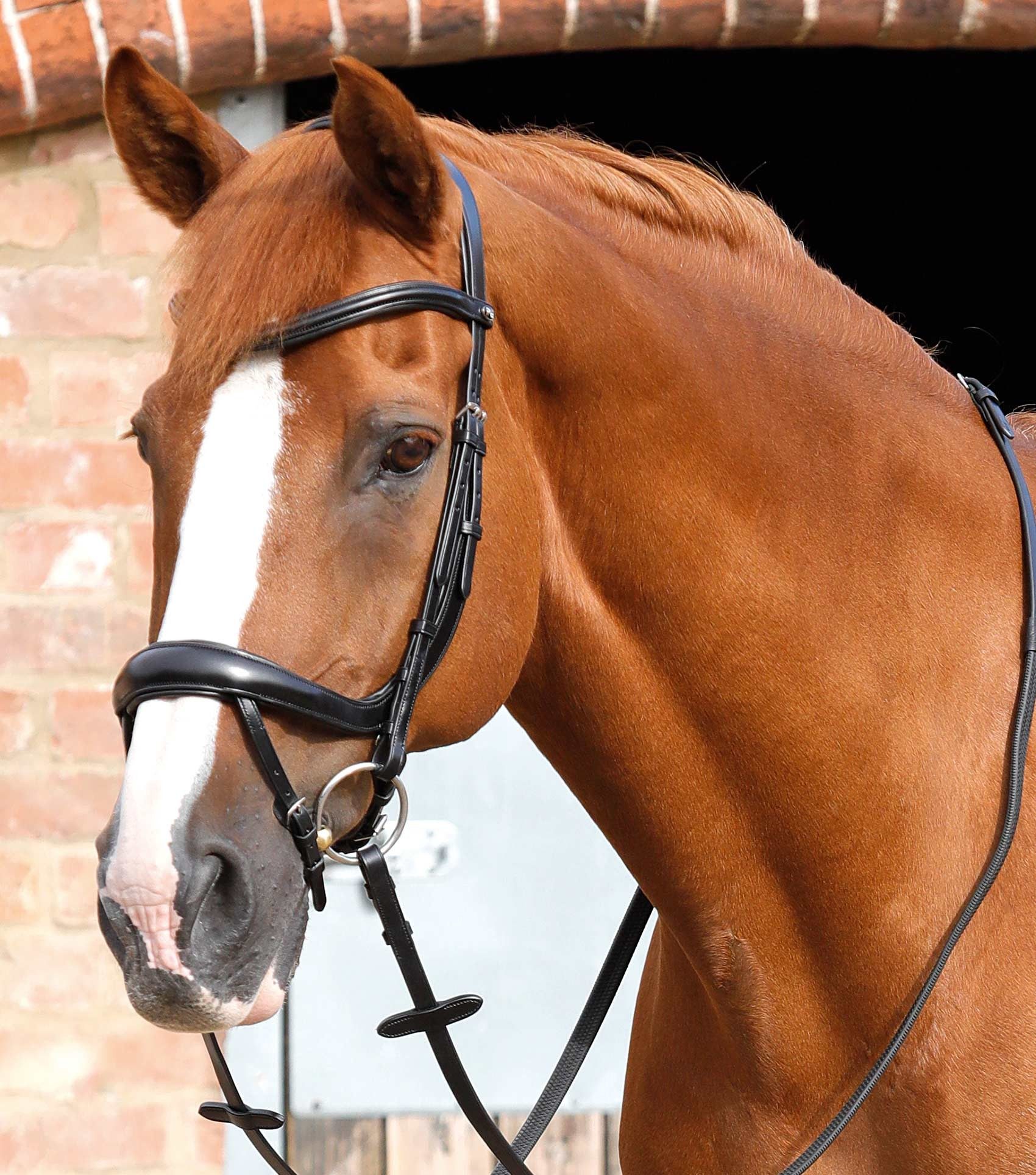 P.E SAVUTO ANATOMIC BRIDLE