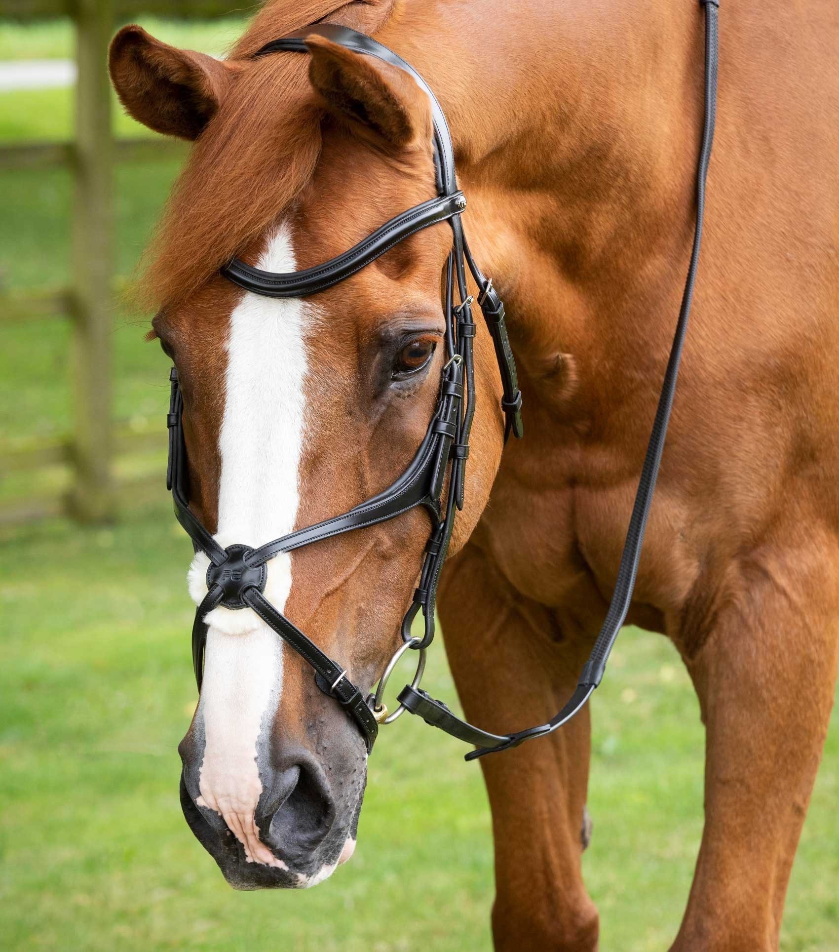 P.E GLORIOSO GRACKLE BRIDLE