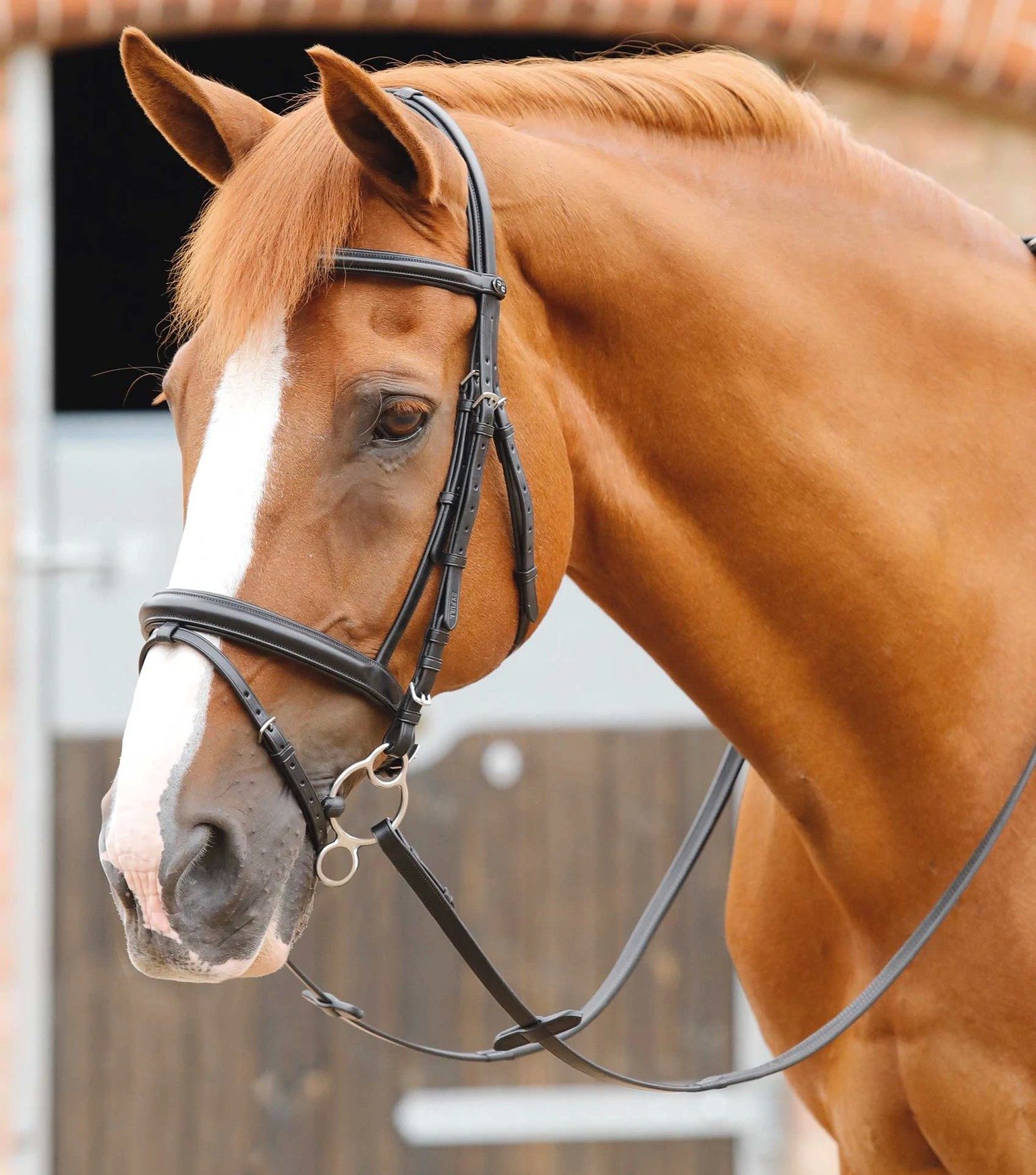 P.E DELIZIOSO SNAFFLE BRIDLE